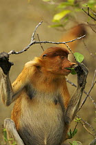Proboscis monkey (Nasalis larvatus) female sitting in trees eating leaves. Bako National Park, Sarawak, Borneo, Malaysia