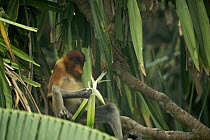 Proboscis monkey (Nasalis larvatus) male juvenile sitting in palm trees, holding and looking at leaves. Coastal Rainforest of Bako National Park, Sarawak, Borneo, Malaysia