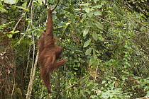 Orang Utan (Pongo pygmaeus) female swinging from trees. Sarawak, Borneo, Malaysia