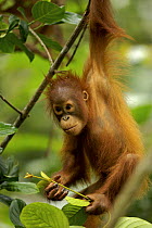 Orang Utan (Pongo pygmaeus) juvenile, aged three months, swinging from trees and holding leaves. Sarawak, Borneo, Malaysia