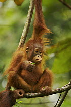 Orang Utan (Pongo pygmaeus) juvenile, aged three months, sitting on branch eating leaves and looking glum. Sarawak, Borneo, Malaysia