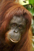 Orang Utan (Pongo pygmaeus) female head portrait, Sarawak, Borneo, Malaysia