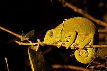 Cape Dwarf Chameleon (Bradypodion pumilum) in tree at night, Botswana