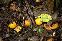 Star Apples / fruits of fig tree (Chrysophyllum albidum) amongst leaf litter on the forest floor, part-eaten by wild chimpanzees (Pan troglodytes schweinfurthii) in the Kibale Rainforest, Kibale Natio...