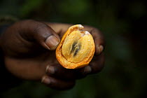 Person holding a sliced Star Apple / fruit of fig tree (Chrysophyllum albidum), a popular fruit in much of Africa, and a favourite of wild chimpanzees. Kibale Rainforest, Kibale National Park, Uganda