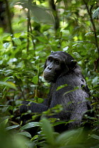 Wild chimpanzee (Pan troglodytes schweinfurthii) amongst leaves in Kabale Forest. Kibale National Park, Uganda