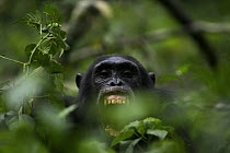 Wild chimpanzee (Pan troglodytes schweinfurthii) vocalising, showing teeth and gums, amongst leaves in Kibale Forest. Kibale National Park, Uganda