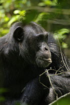 Wild chimpanzee (Pan troglodytes schweinfurthii) in the Kibale Forest. Kibale National Park, Uganda