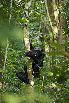 Wild chimpanzee (Pan troglodytes schweinfurthii) climbing a tree and eating a fruit in the Kibale Forest, Kibale National Park, Uganda