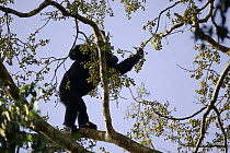 Wild chimpanzee (Pan troglodytes schweinfurthii) picking fruit from a fig tree in the Kibale Forest, Kibale National Park, Uganda