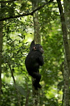 Wild chimpanzee (Pan troglodytes schweinfurthii) climbing down a tree in the Kibale Forest, Kibale National Park, Uganda