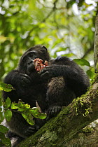 Wild chimpanzee (Pan troglodytes schweinfurthii) sat in a tree eating meat in the Kibale Forest, Kibale National Park, Uganda