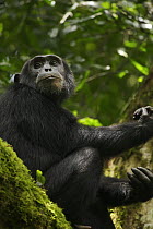 Wild chimpanzee (Pan troglodytes schweinfurthii) sat on a mossy tree branch in the Kibale Forest, Kibale National Park, Uganda