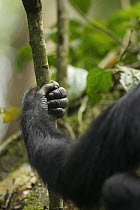 Arm of wild chimpanzee (Pan troglodytes schweinfurthii), with hand gripping tree branch. Kibale National Park, Uganda