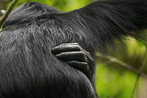 Close-up of wild chimpanzee (Pan troglodytes schweinfurthii) scratching back, Kibale National Park, Uganda