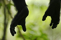 Close-up of wild chimpanzee (Pan troglodytes schweinfurthii) feet / hands dangling, Kibale National Park, Uganda