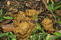 Faeces of wild Chimpanzee (Pan troglodytes schweinfurthii) on forest floor. Undigested seeds are spread throughout the forest by the Apes. Kibale National Park, Uganda