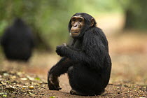 Wild chimpanzee (Pan troglodytes schweinfurthii) sat on haunches, Kibale National Park, Uganda