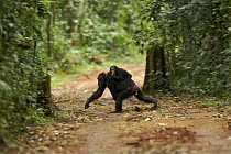 Wild chimpanzee (Pan troglodytes schweinfurthii) adult carrying baby on back, crossing a path in Kibale National Park, Uganda