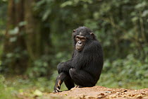 Wild chimpanzee (Pan troglodytes schweinfurthii) sitting in a forest clearing. Kibale National Park, Uganda