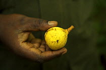 *Person holding a sliced Star Apple / fruit of fig tree (Chrysophyllum albidum), a popular fruit in much of Africa, and a favourite of wild chimpanzees. Kibale Rainforest, Kibale National Park, Uganda