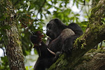 Wild chimpanzee (Pan troglodytes schweinfurthii) sitting in a tree, with erect penis. Kibale National Park, Uganda