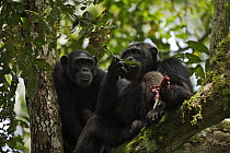 Two wild chimpanzees (Pan troglodytes schweinfurthii) sitting in a tree. The alfa / dominant male "Mobutu" is eating meat, the remains of a Black & White Collobus hunted by the whole group. Kibale Nat...