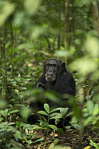 Wild chimpanzee (Pan troglodytes schweinfurthii) with food residue on upper lip, viewed through foliage. Kibale National Park, Uganda