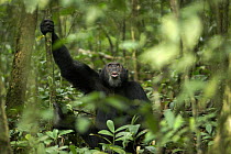 Wild chimpanzee (Pan troglodytes schweinfurthii) male vocalising, viewed through dense foliage. Kibale National Park, Uganda