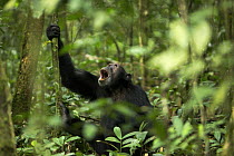 Wild chimpanzee (Pan troglodytes schweinfurthii) male vocalising, viewed through dense foliage. Kibale National Park, Uganda