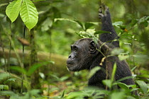 Wild chimpanzee (Pan troglodytes schweinfurthii) viewed through dense foliage. Kibale National Park, Uganda