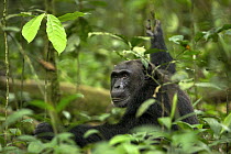 Wild chimpanzee (Pan troglodytes schweinfurthii) viewed through dense foliage. Kibale National Park, Uganda