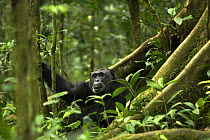 Wild chimpanzee (Pan troglodytes schweinfurthii) amongst buttress roots, viewed through dense foliage. Kibale National Park, Uganda