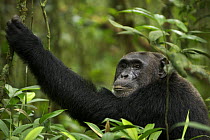 Wild Chimpanzee (Pan troglodytes schweinfurthii) holding branch and looking over shoulder. Kibale National Park, Uganda