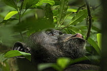 Wild chimpanzee (Pan troglodytes schweinfurthii) vocalising in dense foliage. Kibale National Park, Uganda