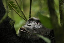 Wild chimpanzee (Pan troglodytes schweinfurthii) looking upwards. Kibale National Park, Uganda