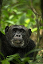 Wild chimpanzee (Pan troglodytes schweinfurthii) portrait amongst foliage. Kibale National Park, Uganda