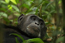 Wild chimpanzee (Pan troglodytes schweinfurthii) portrait in foliage. Kibale National Park, Uganda