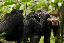 Wild chimpanzees (Pan troglodytes schweinfurthii) grooming. On the right, female in oestrus with swollen genitalia, Kibale National Park, Uganda