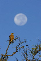 Tawny eagle (Aquila rapax) perched in a tree in the early morning, with full moon setting behind. Okavango Delta, Botswana