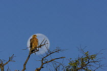 Tawny eagle (Aquila rapax) perched in a tree in the early morning, with full moon setting behind. Okavango Delta, Botswana
