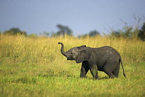 Juvenile African elephant (Loxodonta africana) with raised trunk, Okavango Delta, Botswana
