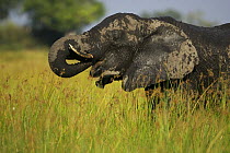 African elephant (Loxodonta africana) with muddy face and trunk, Okavango Delta, Botswana
