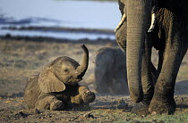African elephant calf (Loxodonta africana) lying down with raised trunk, beside mother. Okavango Delta, Botswana