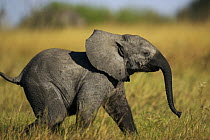 African elephant calf (Loxodonta africana) with muddy trunk, Okavango Delta, Botswana