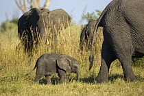 Young African elephant calf (Loxodonta africana) and family walking through long grass. Okavango Delta, Botswana