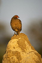 Swainson's Francolin (Franconlinus swainsonii / Pternistes swainsonii) perched on top of a termite mound, Okavango Delta, Botswana