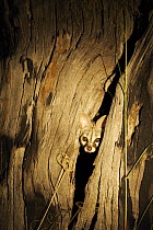 Small Spotted Genet (Genetta genetta) poking head out of a tree at night, Botswana