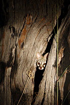 Small Spotted Genet (Genetta genetta) poking head out of a tree at night, Botswana