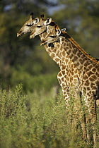 Three Giraffes (Giraffas camelopardalis) in  line, Okavango Delta, Botswana